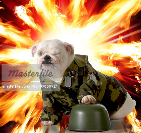 military dog - english bulldog dressed up in army camo with explosion in the background