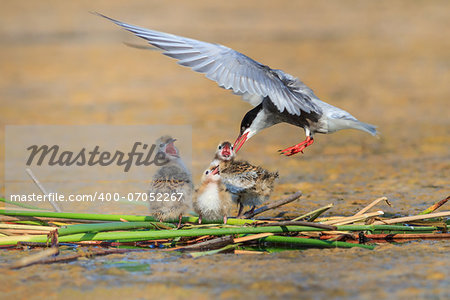 Common Tern (Sterna hirundo hirundo) and baby bird