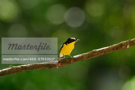 beautiful male Yellow-rumped Flycatcher (Ficedula zanthopygia) standing on branch