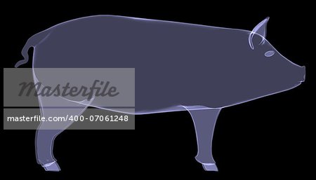 Pig. The X-ray render on a black background