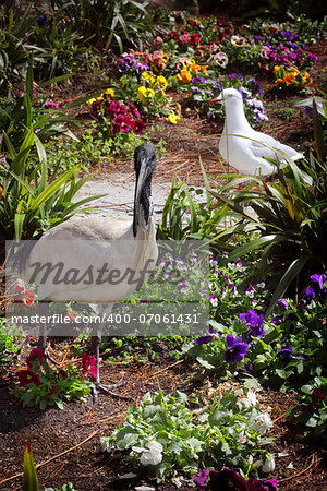 Australian White Ibis (Threskiornis moluccus)  in garden.  An imposing sight, a black and white bird standing  three-quarters of a metre tall with a bald black head, long legs and distinctive, down-curved beak.