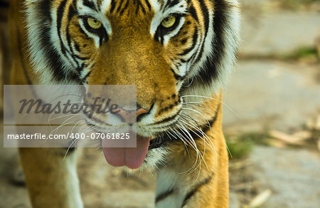 Bengal tiger with open mouth. Protruding tongue with thirst