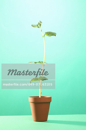 Studio shot of young broad bean plant in terracotta pot