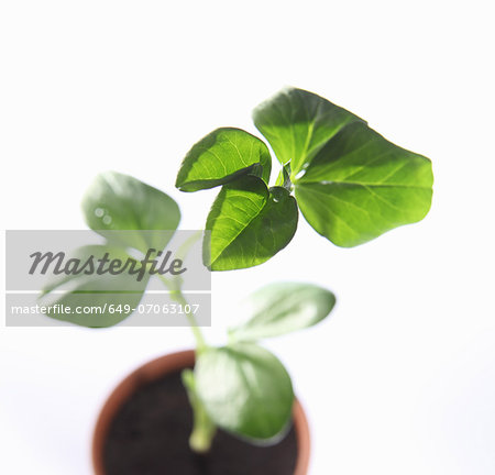 Overhead view of young broad bean plant in pot