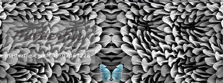 Blue butterfly and antenna microstructure, digital composite