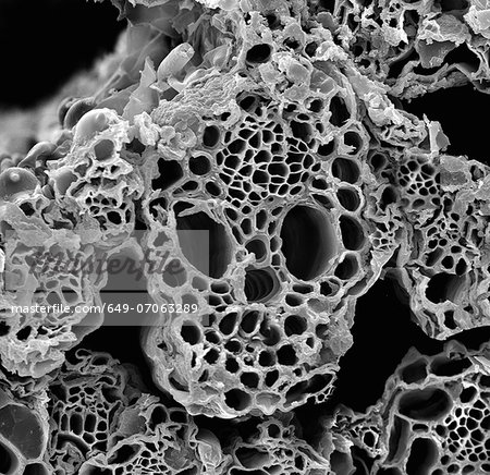 Lemongrass cross section, SEM Lemongrass cross section, SEM