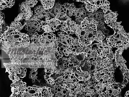 Lemongrass cross section, SEM Lemongrass cross section, SEM