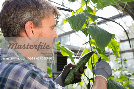 Organic farmer harvesting cucumbers in polytunnel Organic farmer harvesting cucumbers in polytunnel