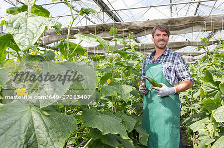 Portrait of organic farmer harvesting cucumbers in polytunnel