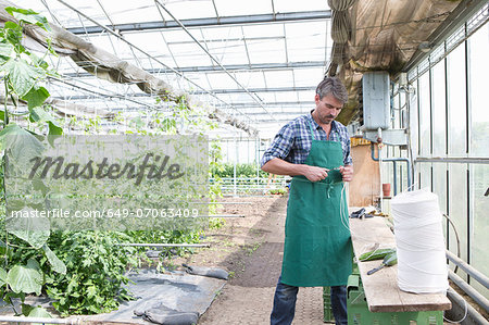 Organic farmer cutting string in polytunnel Organic farmer cutting string in polytunnel