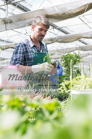 Organic farmer watering young plants in polytunnel