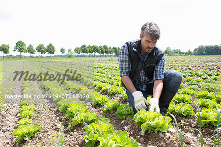 Organic farmer harvesting lettuce