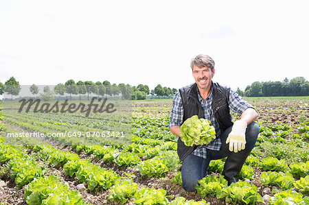 Portrait of organic farmer harvesting lettuce Portrait of organic farmer harvesting lettuce