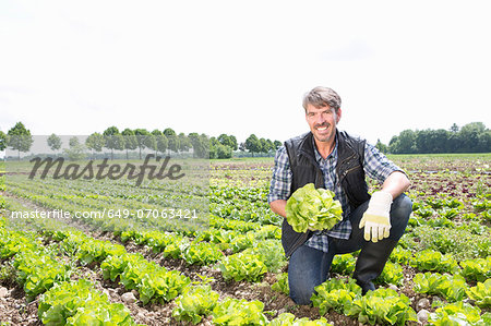 Portrait of organic farmer harvesting lettuce