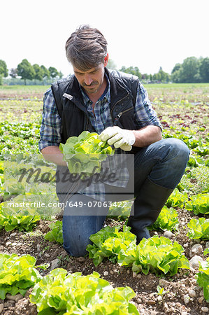 Organic farmer monitoring lettuce