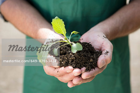 Close up of organic farmer holding seedling