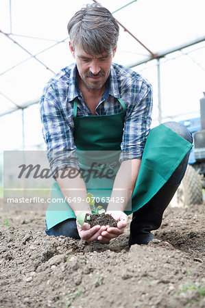 Organic farmer holding seedling in polytunnel Organic farmer holding seedling in polytunnel