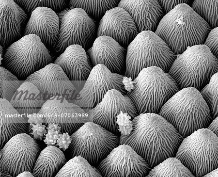 Snow crystals on petal, SEM Snow crystals on petal, SEM