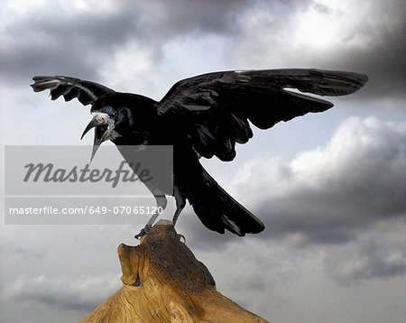 Rook landing on tree stump Rook landing on tree stump