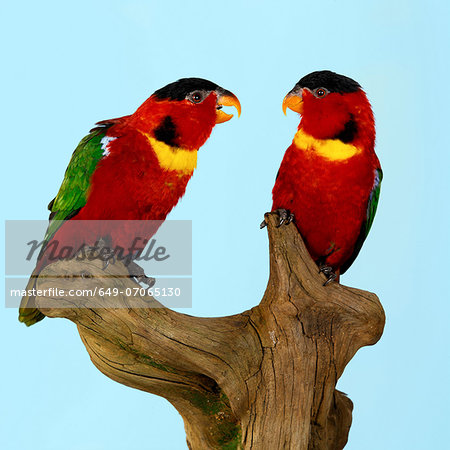 Yellow Bibbed Lories on wooden sculpture