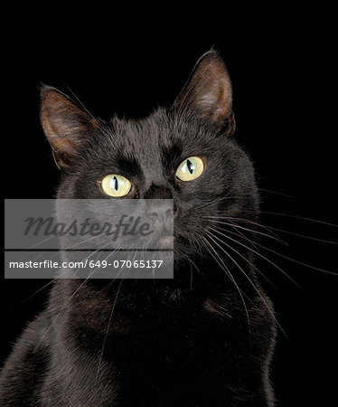 Black cat Black cat