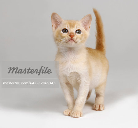 Ginger kitten Ginger kitten