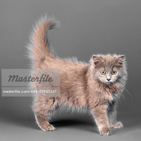 Long haired blue grey kitten Long haired blue grey kitten