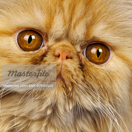 Close up of Red Persian kitten Close up of Red Persian kitten