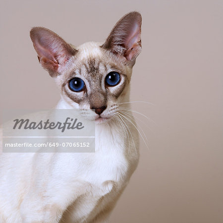 Siamese Blue Tabby Point Siamese Blue Tabby Point