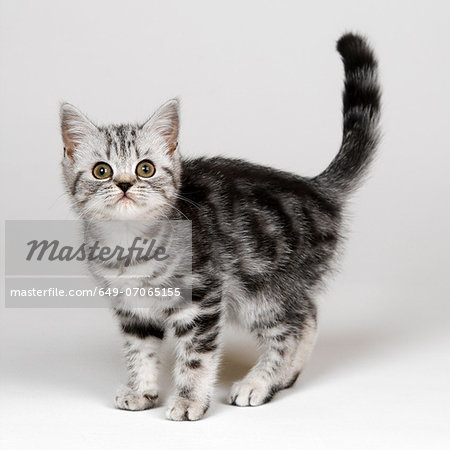 Silver tabby kitten Silver tabby kitten