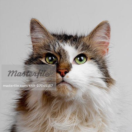 Tabby and white fluffy cat