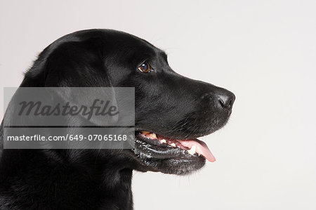 Profile of black Labrador