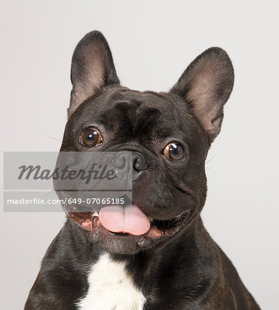 French Bulldog with mouth open