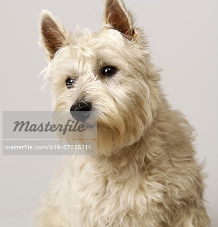 West Highland Terrier with head to one side