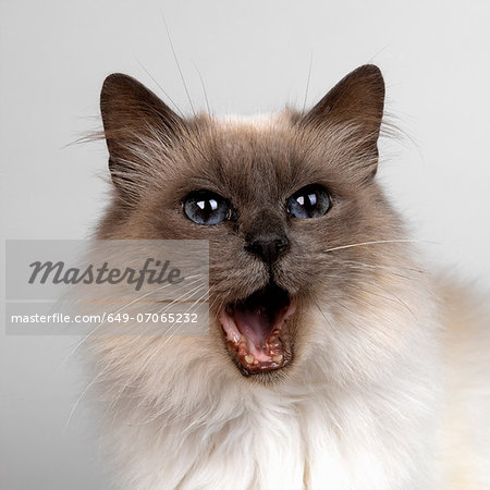 Birman with mouth opened Birman with mouth opened