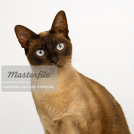 Portrait of Tonkinese Chocolate Head Portrait of Tonkinese Chocolate Head