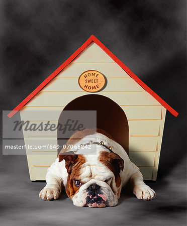 Bulldog sulking in kennel