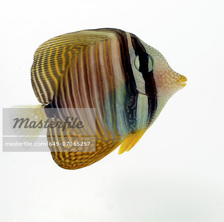 Butterflyfish Butterflyfish