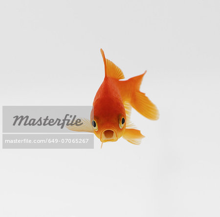 Goldfish Goldfish
