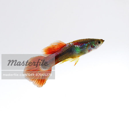Guppy Guppy