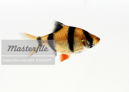 Tiger Barb Tiger Barb