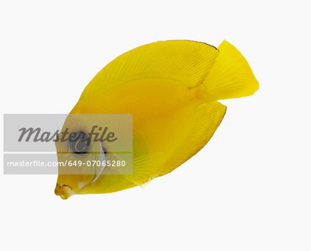Yellow Tang Yellow Tang