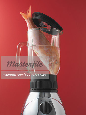 Close-up of fish in a blender, on red background, studio shot