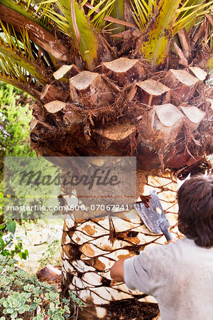 Backview of man peeling palm tree with blade, Majorca, Spain