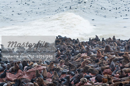 Cape Fur seals (Arctocephalus pusillus), Cape Cross, Skeleton Coast, Kaokoland, Kunene Region, Namibia, Africa Cape Fur seals (Arctocephalus pusillus), Cape Cross, Skeleton Coast, Kaokoland, Kunene Region, Namibia, Africa
