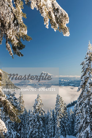 View of Mount Shasta form Mount Ashland, Southern Orgon, USA