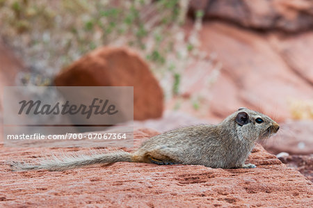 Dassie rat (Petromus typicus), Damaraland, Kunene Region, Namibia, Africa