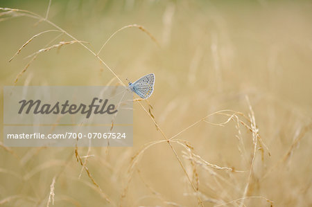 Common Blue Butterfly (Polyommatus icarus) in Meadow, Bavaria, Germany