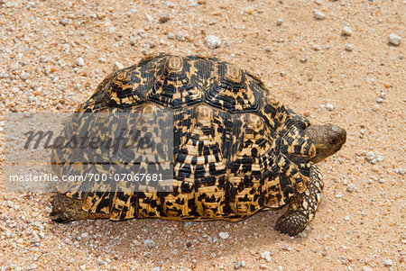 Leopard tortoise (Stigmochelys pardalis), Namibia, Africa Leopard tortoise (Stigmochelys pardalis), Namibia, Africa