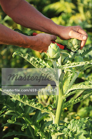 A man harvesting artichokes A man harvesting artichokes
